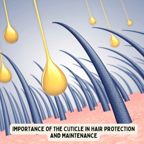 Importance of the Cuticle in Hair Protection and Maintenance
