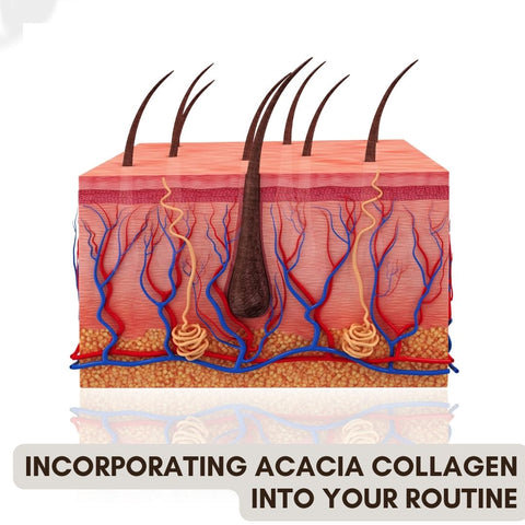 Incorporating Acacia Collagen into Your Routine