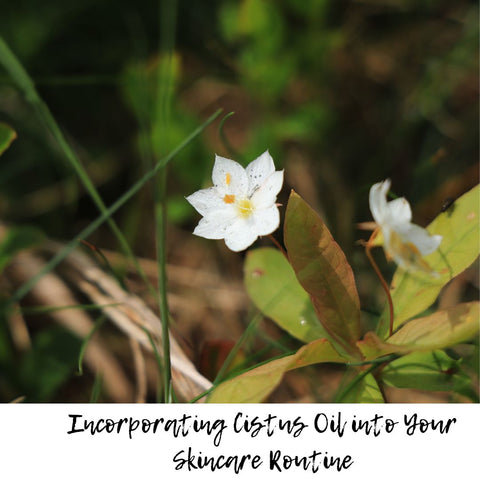 Incorporating Cistus Oil into Your Skincare Routine