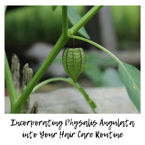 Incorporating Physalis Angulata into Your Hair Care Routine