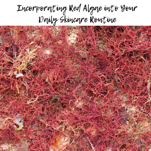 Incorporating Red Algae into Your Daily Skincare Routine