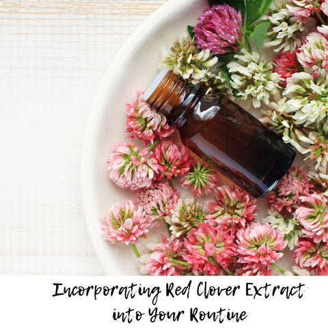 Incorporating Red Clover Extract into Your Routine