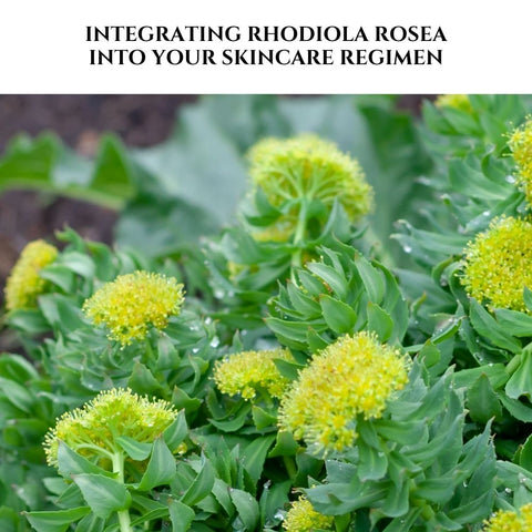Integrating Rhodiola Rosea into Your Skincare Regimen