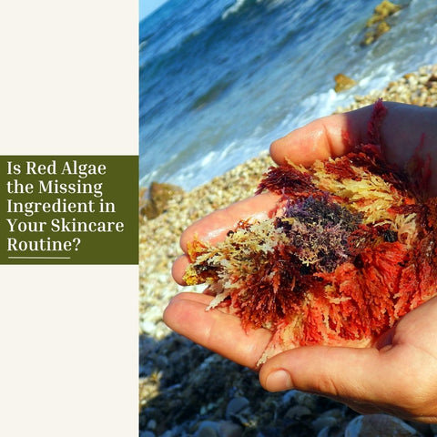 Incorporating Red Algae into Your Daily Skincare Routine