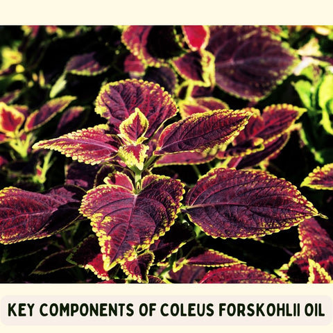 Key Components of Coleus Forskohlii Oil