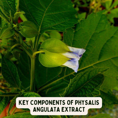 Key Components of Physalis Angulata Extract