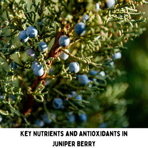 Key Nutrients and Antioxidants in Juniper Berry