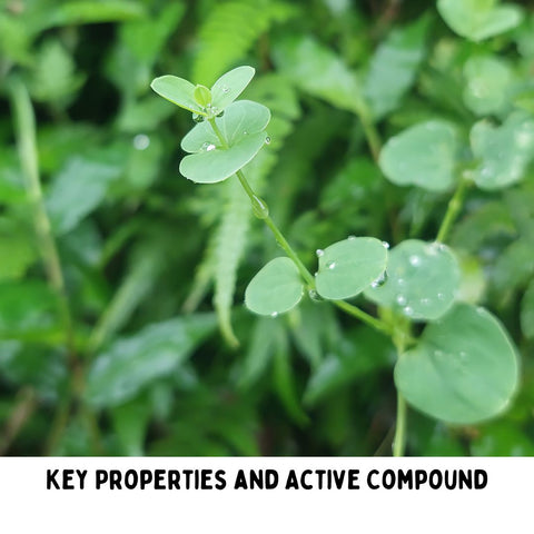 Key Properties and Active Compounds
