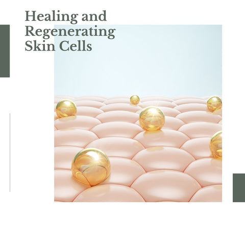 Healing and Regenerating Skin Cells
