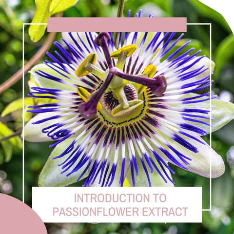 Introduction to Passionflower Extract