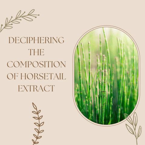 Deciphering the Composition of Horsetail Extract