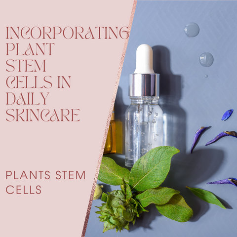 Incorporating Plant Stem Cells in Daily Skincare