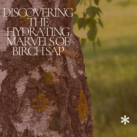 Discovering the Hydrating Marvels of Birch Sap