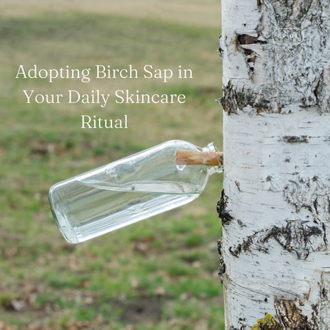 Adopting Birch Sap in Your Daily Skincare Ritual