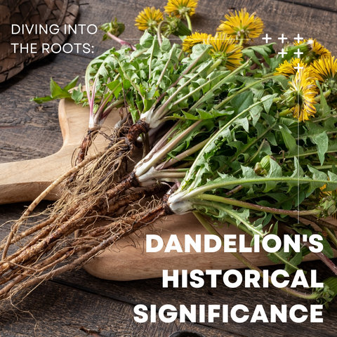 Diving into the Roots: Dandelion's Historical Significance