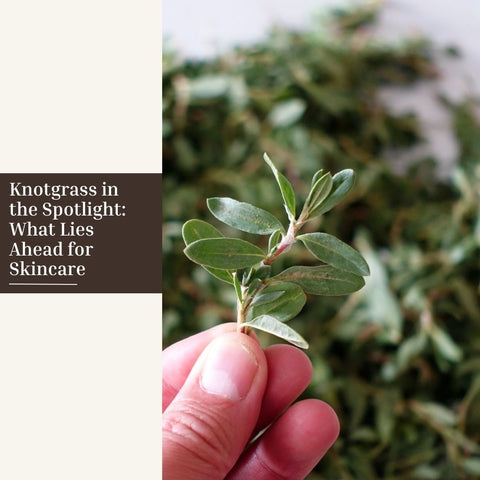 Knotgrass in the Spotlight: What Lies Ahead for Skincare