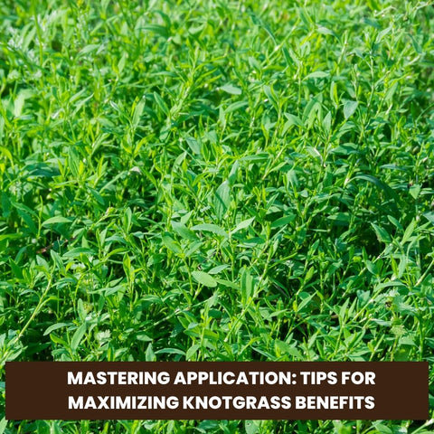 Mastering Application: Tips for Maximizing Knotgrass Benefits