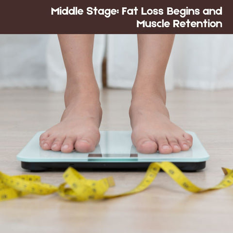 Middle Stage: Fat Loss Begins and Muscle Retention