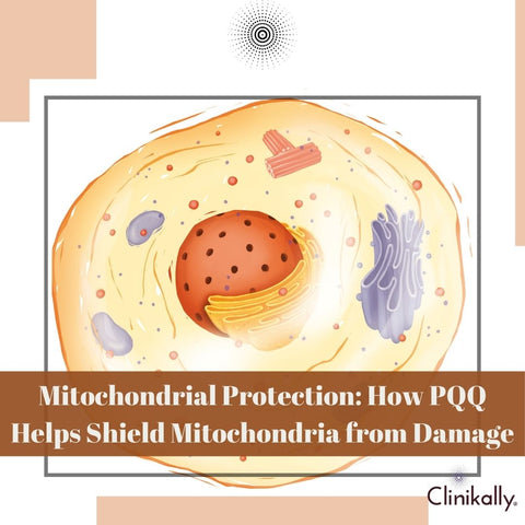 Mitochondrial Protection: How PQQ Helps Shield Mitochondria from Damage