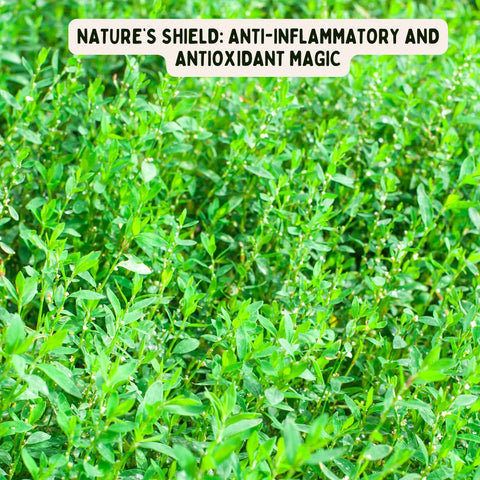 Nature’s Shield: Anti-Inflammatory and Antioxidant Magic