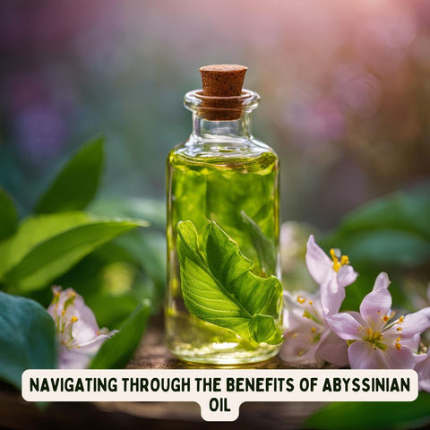Navigating Through the Benefits of Abyssinian Oil