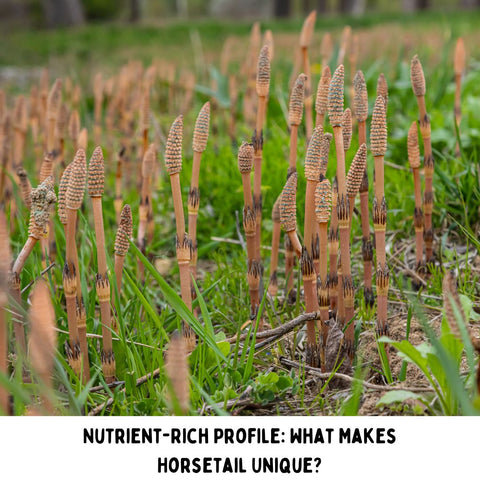 Nutrient-Rich Profile: What Makes Horsetail Unique?