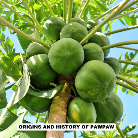 Origins and History of Pawpaw