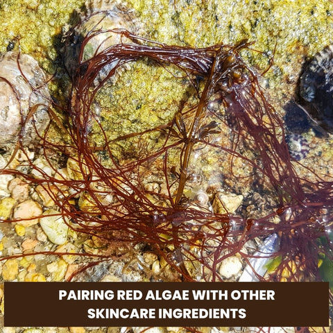 Pairing Red Algae with Other Skincare Ingredients