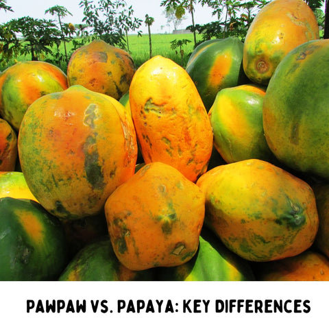 Pawpaw vs. Papaya: Key Differences