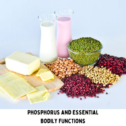 Phosphorus and Essential Bodily Functions