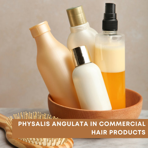 Physalis Angulata in Commercial Hair Products