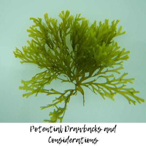 Potential Drawbacks and Considerations