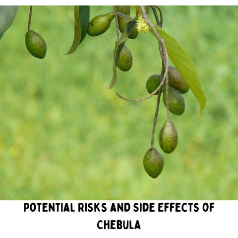 Potential Risks and Side Effects of Chebula