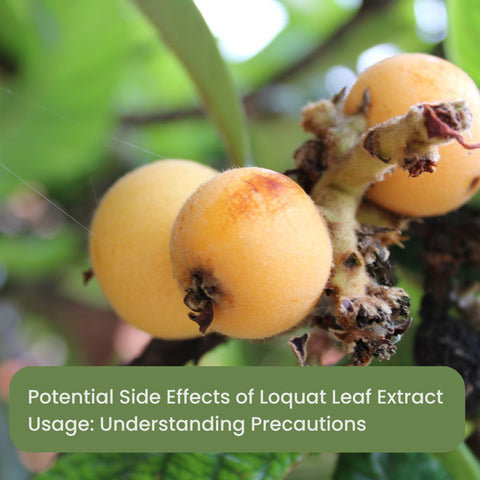 Potential Side Effects of Loquat Leaf Extract Usage: Understanding Precautions