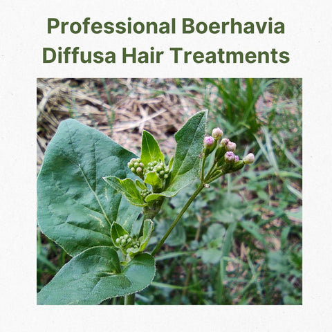 Professional Boerhavia Diffusa Hair Treatments