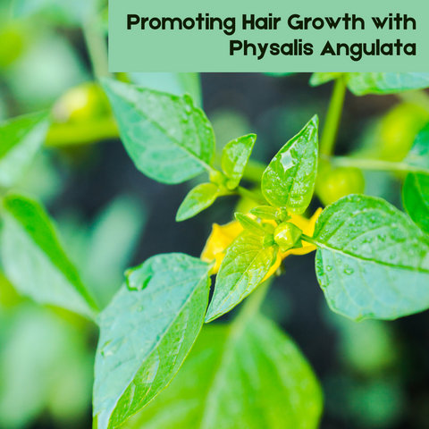 Promoting Hair Growth with Physalis Angulata