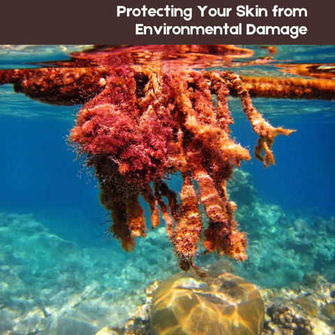 Protecting Your Skin from Environmental Damage