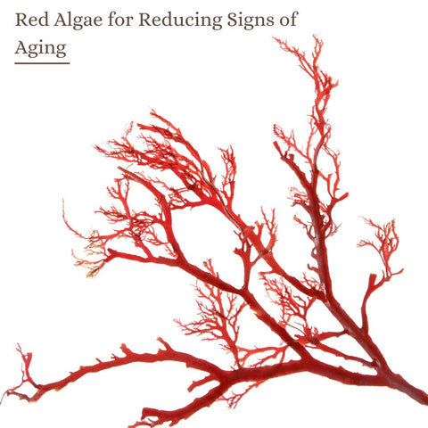 Red Algae for Reducing Signs of Aging