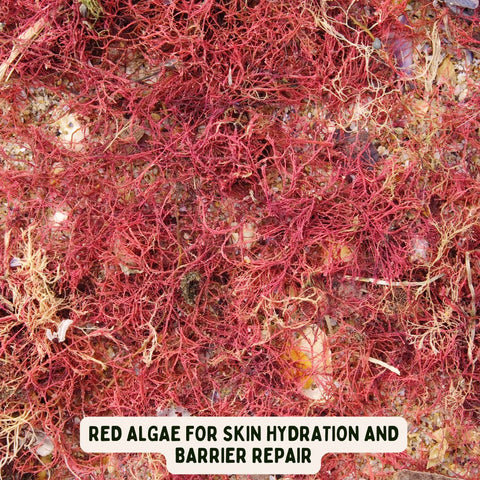 Red Algae for Skin Hydration and Barrier Repair