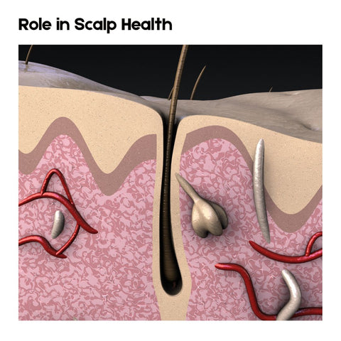 Role in Scalp Health