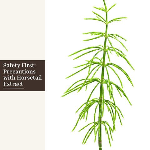 Safety First: Precautions with Horsetail Extract