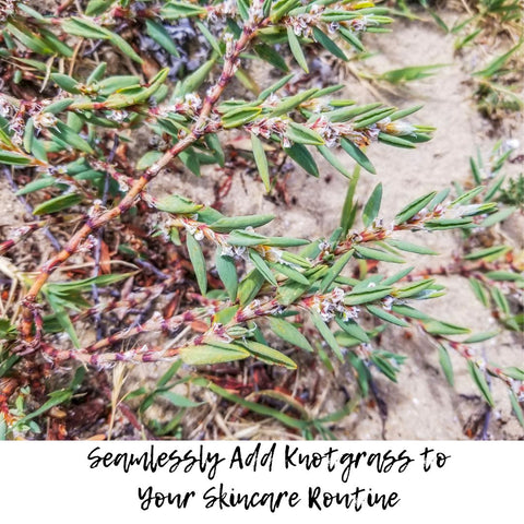 Seamlessly Add Knotgrass to Your Skincare Routine