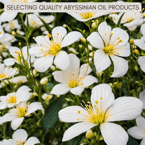 Selecting Quality Abyssinian Oil Products