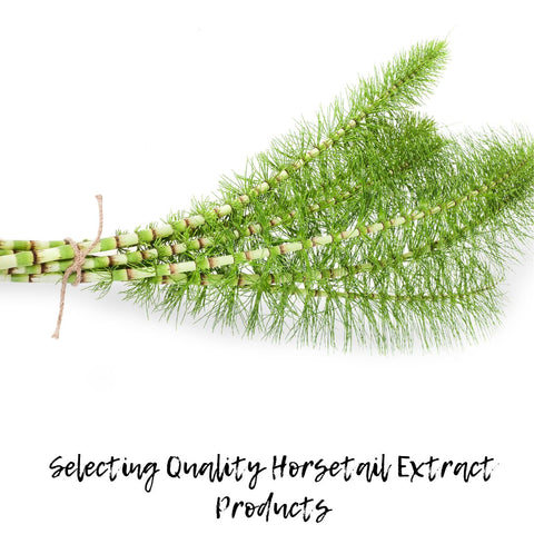 Selecting Quality Horsetail Extract Products