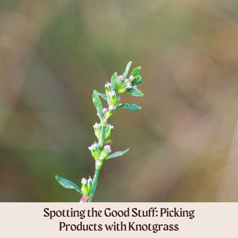 Spotting the Good Stuff: Picking Products with Knotgrass