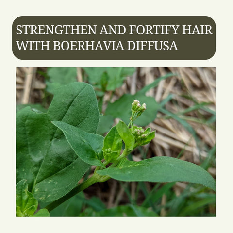Strengthen and Fortify Hair with Boerhavia Diffusa