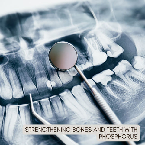 Strengthening Bones and Teeth with Phosphorus
