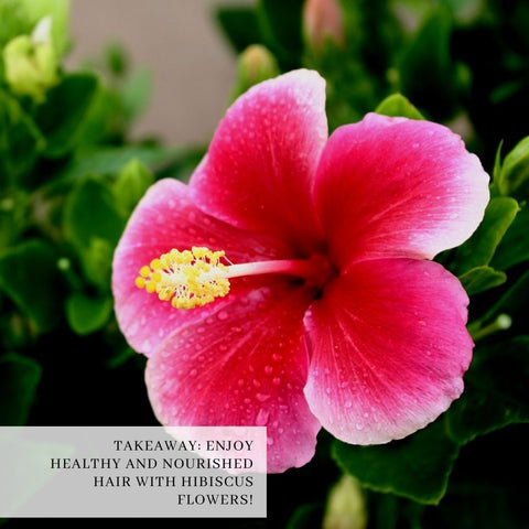 Takeaway: Enjoy Healthy and Nourished Hair with Hibiscus Flowers!