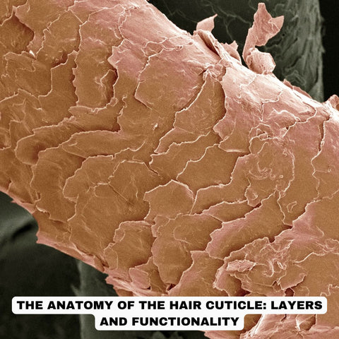 The Anatomy of the Hair Cuticle: Layers and Functionality