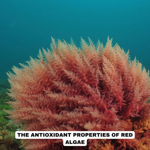 The Antioxidant Properties of Red Algae